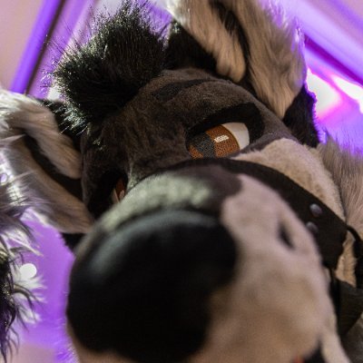 VazulWolf's profile picture. 29, He/Him | INTJ | 🇭🇺 Photografur 📷 | Femboy Sexual | ⬇️ Portfolio, Commission Details, Raffles and more on my Telegram Channel ⬇️