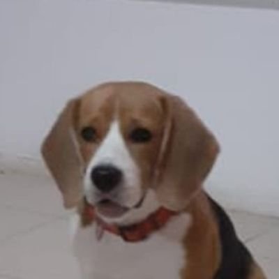 FraklinMic80644's profile picture. Divertido ...mente abierta gusta los deportes