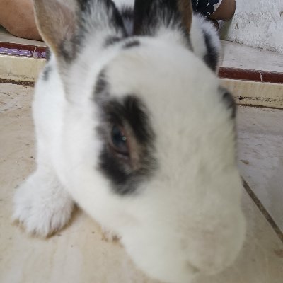 raphel_12's profile picture. Apa aja