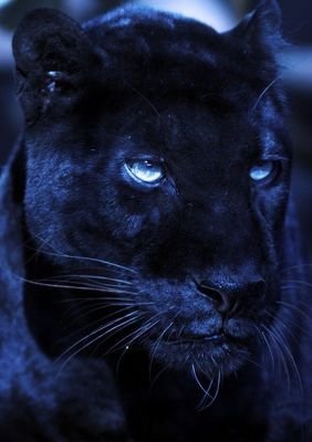 PembiDavids's profile picture. Extrême droite  |🇨🇩|  Anti panafricanisme