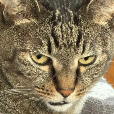 Leic4aan's profile picture. 