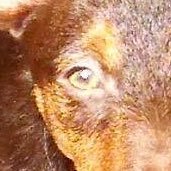 anonimodrm's profile picture. 