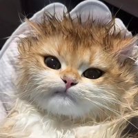 tusukuruvisne🧩 (@tusukuruvisn) 's Twitter Profile