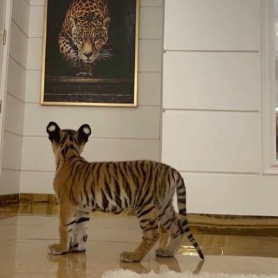 Dumbldore3's profile picture. 