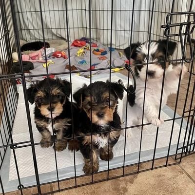 available pets for rehoming visit our website at https://t.co/2NoYk33bbk to adopt any pet of your choice world wide delivery 🥰