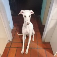 Fernanda Monteiro (@fernand74153337) 's Twitter Profile