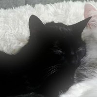 meow meow (@divinen3ss) 's Twitter Profile
