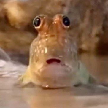 hotfishtacos's profile picture. HEy gius