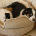 LoveMyDogs (@zinfandelfortwo) Twitter profile photo LoveMyDogs (@zinfandelfortwo) Twitter profile photo
