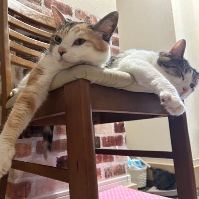 tinotino0215's profile picture. LoL Valo強化月間中  ♡☺︎@Damin_dayo96 @kimper7se ♡ຼ☺︎