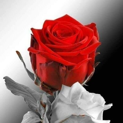 Meme24680Meme's profile picture. اهلاوي و افتخر