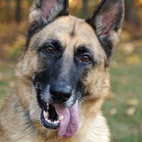 Insanity Defense (@sanitydefense) 's Twitter Profile