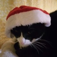 Tiddi the BooB Fiddler (@tiddioffiddler) 's Twitter Profile
