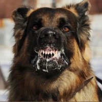 The Humble Wonderrabies (@wonderrabies) 's Twitter Profile