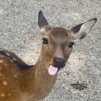 RainbowDeer🦌 (@rainbowd39779) 's Twitter Profile