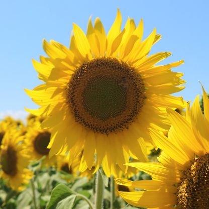 🌻せとぎわ🌱さんのプロフィール画像