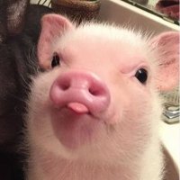 Paypiggy π· ππ· (@piggypay07) 's Twitter Profile