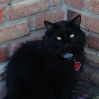 MarciaPhil40744's profile picture. Middle-aged registered nurse just trying to navigate the cosmos to the best of my ability. Peace and Love to everyone.❤️ (especially starseeds and all cats)