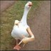 Luiz Herbert (@luizherber29171) Twitter profile photo Luiz Herbert (@luizherber29171) Twitter profile photo