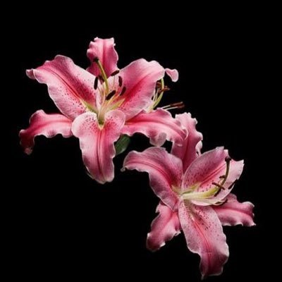 manobabyb's profile picture. princess woman