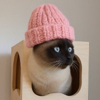 Chai (@chaiwifhatt) 's Twitter Profile