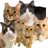 cham_chuno's profile image