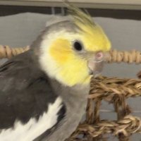 8/14 ふーちゃん見つかりました! (@nqipvewbda52611) 's Twitter Profile