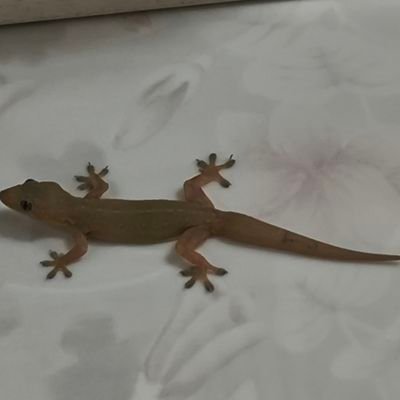 smrkismovstant1's profile picture. 喜歡壁虎