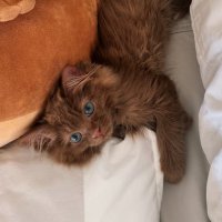 Finn 🤎 (@finntheragdoll) 's Twitter Profile