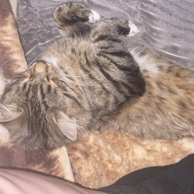 coat_billy's profile picture. 