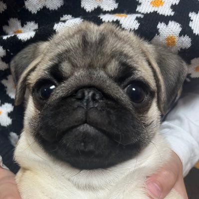 pugnomarro39022's profile picture. やんちゃで食いしん坊な生後10ヶ月の雄パグ、マロンの日常です🌰 飼い主は犬飼い初心者。無言フォロー失礼します