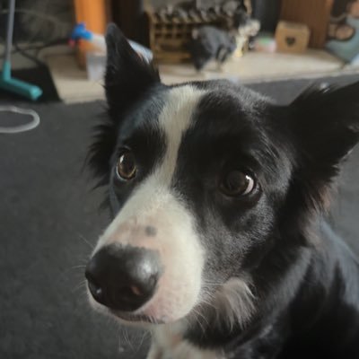 Shrekololo's profile picture. Player for?