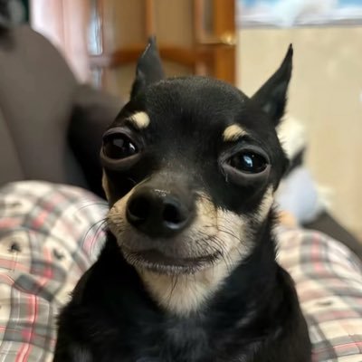 coolman42702724's profile picture. yo whats up chat