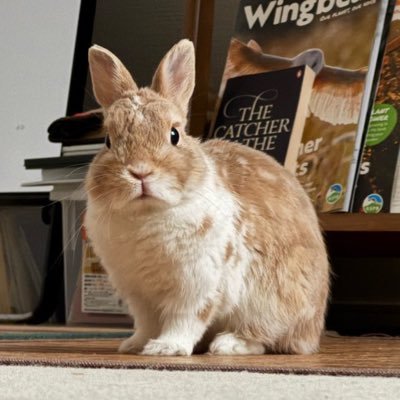 triflestudio's profile picture. うさぎ好き🐰象の旅でひと棚本屋はじめました📚
