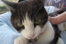 猫野ばずさんのプロフィール画像