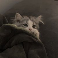 fetti (@fe8tti) 's Twitter Profile