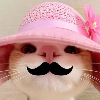 Googoogaaga_cat's profile picture. Unhinged toddler cat. Snack-fueled. Side-eye powered. Ending the dog era one meme at a time. $GOOGOO is inevitable. 🐱💥