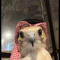عـتيبي. (@i8sll) 's Twitter Profile