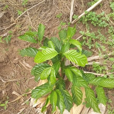 HuzaifahSw97278's profile picture. Am a teacher of mathematics