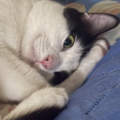 DD-MooNGOR (՞•Ꙫ•՞)