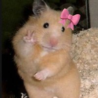 β (@heevanatically) 's Twitter Profile