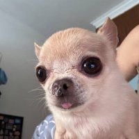 병균이ㅌㅊㅅ (@tapiqet) 's Twitter Profile