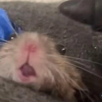 COFFEE1BEA's profile picture. Im gonna stream and have fun, care to join me sometime?(｡･∀･)ﾉ
https://t.co/oanFkqpFRY
https://t.co/VcXhoRqLuc