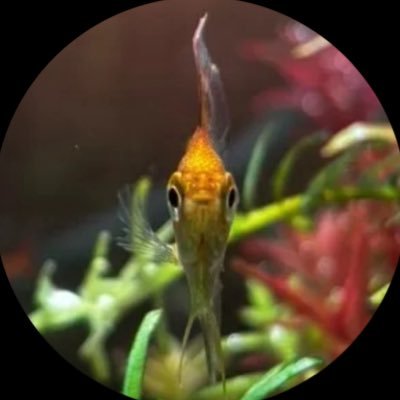 nekopurin0871's profile picture. Tiktok: https://t.co/1KTuNYH93B