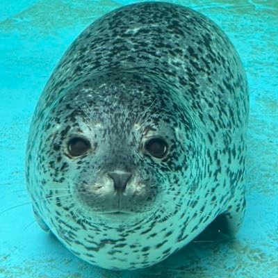 kawa1992tb's profile picture. ほぼアザラシ垢ですが、アザラシ以外も。カワウソも気になる…推し🦭→ アグ君、ターボ・ココアちゃん・GAOアザラシファミリー🦭アザラシはみんな好き🦭💕アイコン・ヘッダーはターボ🦭普段はしながわ水族館 、江ノ水に出現します🦭無言フォローすいません🙇‍♀️