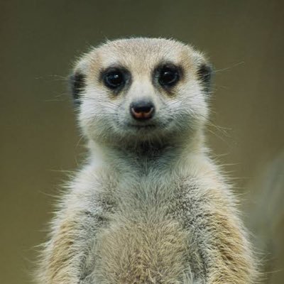 @Meerkat_Savanna