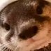 Ophio (@ophio88) Twitter profile photo Ophio (@ophio88) Twitter profile photo