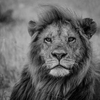 ๐ณ๐ฐ๐ถ๐ต (@lion_rick1) 's Twitter Profile Photo ๐ณ๐ฐ๐ถ๐ต (@lion_rick1) 's Twitter Profile Photo