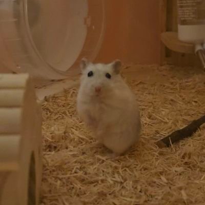 RayFaLiLV's profile picture. Fear, and Loathing in Las Vegas　　

嫁→@ROCKST4R_13