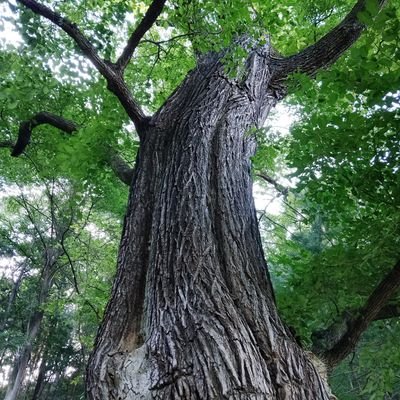 aH5iRQnICT9013's profile picture. 夢見る壮年 / 屋根の上から見る屋根屋 / 家族の大切さを世界の平和願うじいじです。